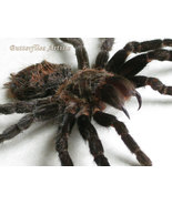 Brazilian Black Tarantula Grammostola Pulchra Spider Framed Entomology S... - £86.85 GBP