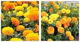 200 seeds Marigold- Cracker Jack mix Seeds Fresh Garden Seeds - £17.57 GBP