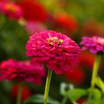 THJAR Zinnia Pepito Mix Dwarf Heirloom 10” Petite Low Grow 5 Colors Non-Gmo 100  - $4.98