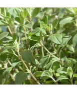 MX Marjoram Sweet Seeds Culinary Aromatic Herb Non GMO Bulk Seed - $10.09