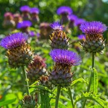 Cardoon Seeds, Artichoke Thistle, NON-GMO, Variety Size Packets, FREE SH... - €1,69 EUR+