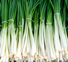 200 Seeds Evergreen White Bunching Onion Allium Cepa Heirloom Seeds Quick To Spr - $8.35