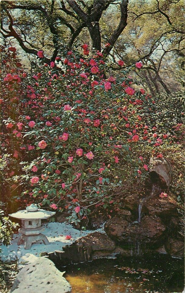 Chrome Postcard CA G014 Descanso Gardens La Canada Lallarook Camellia Fo... - $3.47