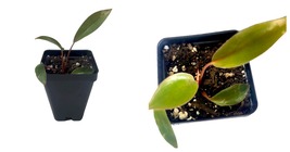 2.5&quot; pot Philodendron Birkin Pink Mini Starter Live Plant Houseplant - £22.24 GBP