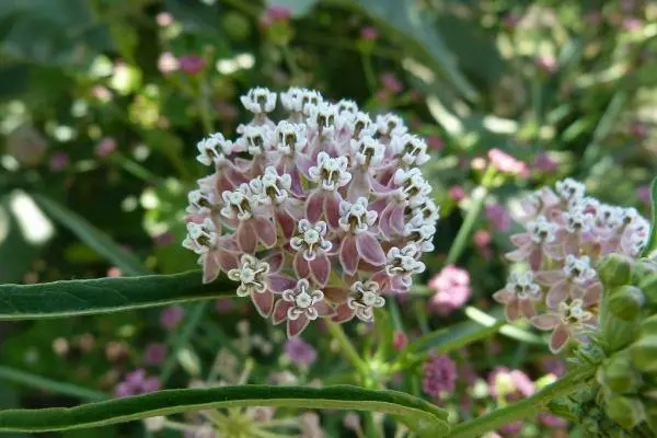 Asclepias Fascicularis Narrow-Leaf Milkweed 25 Seeds Fresh Garden - £18.84 GBP