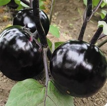 Organic  50 Pcs Black Eggplant Seeds Green Vegetable For Garden Planting - £6.28 GBP