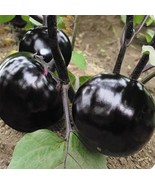 Organic  50 Pcs Black Eggplant Seeds Green Vegetable For Garden Planting - $8.02