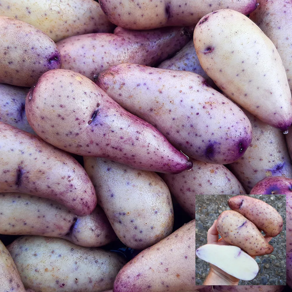 4 Peruvian Andean Potato Seeds - Twanoh y Azul - £11.71 GBP