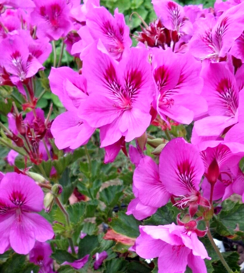 STUNNING PURPLE PINK PELARGONIUM FANCY REGAL GERANIUM 3 X 6&quot; LIVE PLANT - $20.99