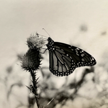 c1970 Original Butterfly Steven Willhite Glen Ellen IL Black White Photograph - £15.71 GBP