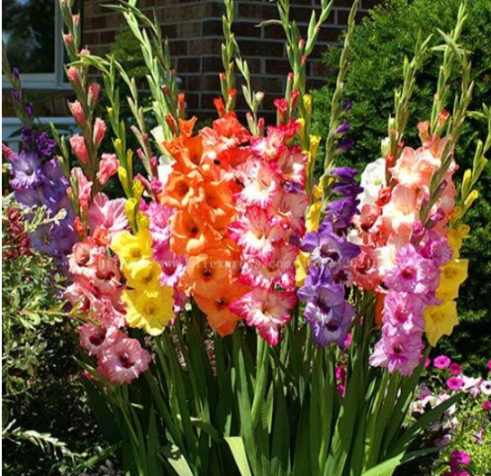 Multi Color Gladiolus Flower Seeds Color:6 - $9.99