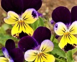 Beautiful Johnny Jump Up Seeds 200 Seeds Non-Gmo Fast Shipping - $7.99