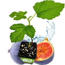 Best LSU Purple Fig / Ficus carica / Live Plant - £21.38 GBP