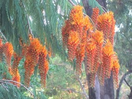 KKG Colvillea Racemosa Tree 8 Seeds Rich Orange Colville&#39;S Glory Madagas... - $166.87 MXN