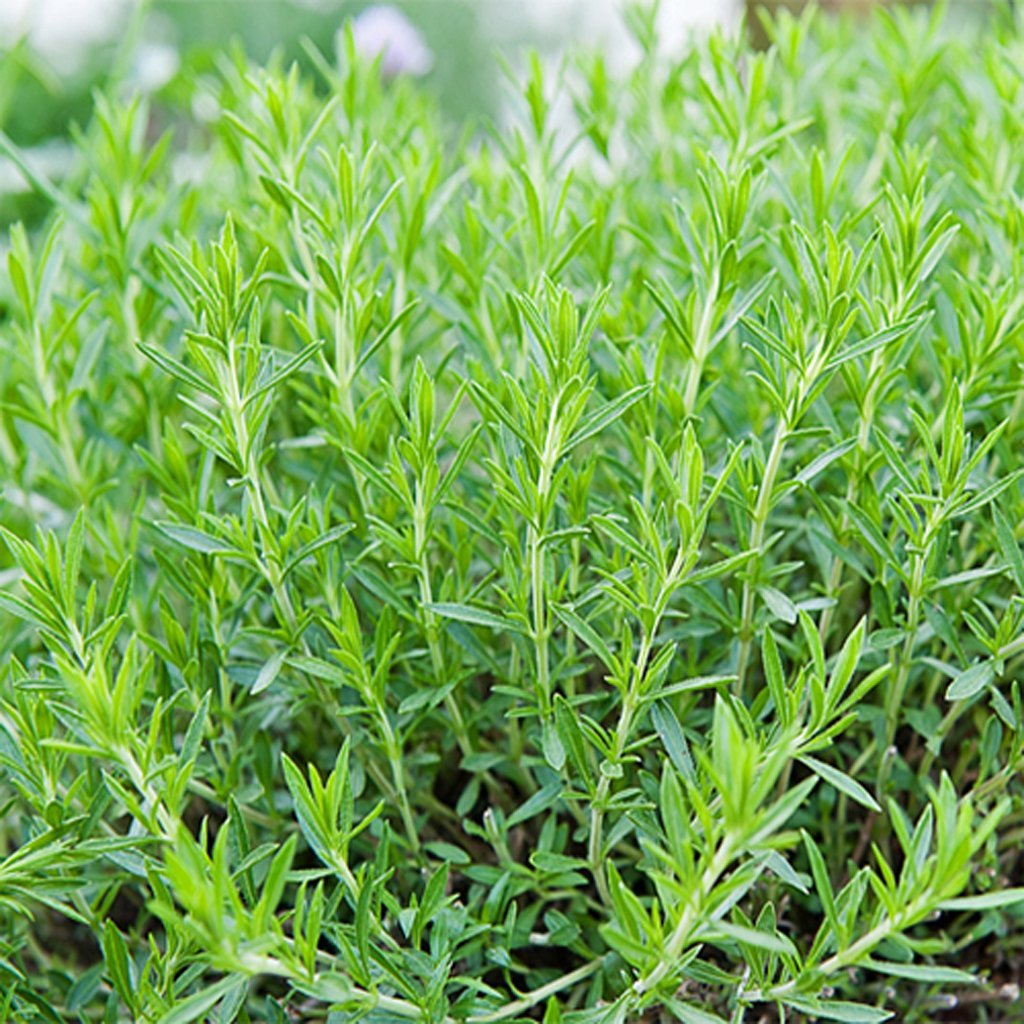 Russian Tarragon Seeds, aromatic and culinary properties 10 seeds GIM