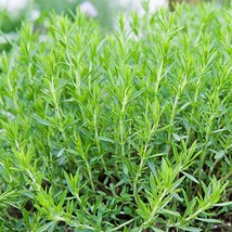 &quot; Russian Tarragon Seeds, aromatic and culinary properties 10 seeds GIM &quot; - £9.54 GBP