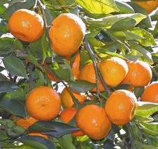 Satsuma Fruit Tree Real Live Plant Citrus 3&quot;6&quot;SEEDLING Mandarin Tangerine Orange - £39.96 GBP