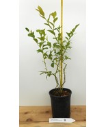O&#39;Neal Southern Highbush Blueberry - Large Gallon Containers - Early Season - $43.51+
