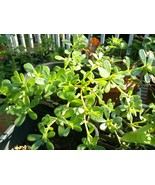 250 Organic Purslane Portulaca Sativa Green Edible Annual Herb Heirloom ... - $238.12 MXN