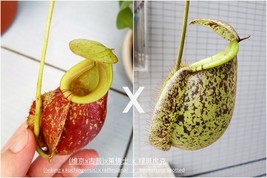 FRESH 5 Sarracenia Viking x Hookeriana x Hookerianna Spotted Hybird Seeds - £5.44 GBP