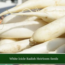 USA Seller Fresh Vegetable Seeds White Icicle Radish 100 Seeds Garden Vegetable  - $19.36