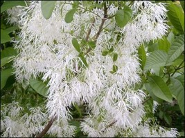 Chionanthus Virginicus Tree 10 Seeds Hardy Fragrant Fringe Grancy Greybe... - $10.78