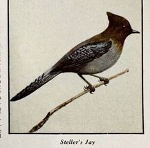 Steller&#39;s Jay Bird Print 1931 Blue Book Birds Of America Animal Art PCBG21D - €17,13 EUR