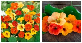 200 Mixed Nasturtium Flowers Seeds - Home and Garden - INTERNATIONALSHIP - £25.53 GBP