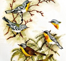 Sutton&#39;s Warbler And Ground Chat 1957 Lithograph Bird Print John H Dick DWDD5 - £39.30 GBP