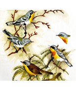 Sutton&#39;s Warbler And Ground Chat 1957 Lithograph Bird Print John H Dick ... - £39.50 GBP