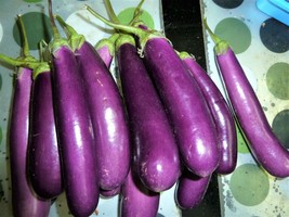 300 Long Purple Eggplant Seeds Heirloom Non-Gmo Eggplant Great Yield Beautiful G - £5.50 GBP