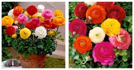 Anunculus asiaticus Flower Seeds Mixed Colorful Flowers Seeds 200Seeds - £22.01 GBP