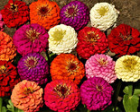 Beautiful Lilliput Mix Zinnia Seeds 100 Seeds Fast Shipping - $7.99