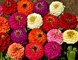 Beautiful Lilliput Mix Zinnia Seeds 100 Seeds Fast Shipping - $7.99