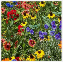 Easy To Grow Seed - 400 Seeds Southeast Wildflower Mix - £3.16 GBP