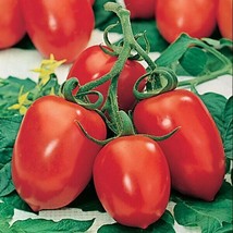 ArfanJaya 10 Roma Tomato Seeds Heirloom Organic Fresh - $8.63