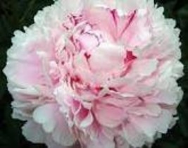 5 White Little Red Peony Shrub Flower Seeds - $93.85 MXN