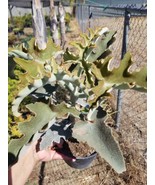 Kalanchoe Beharensis Tree Fang &quot;Elephant Ears&quot; (1 Gal. Pot) - $77.94 CAD