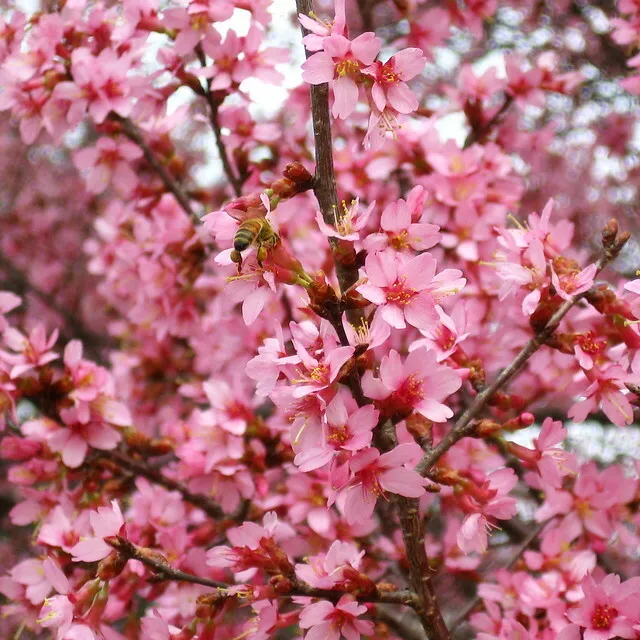 Pink Flowering Dogwood Tree - 10-18&quot; Tall, Quart Pot - Cornus florida va... - $79.98