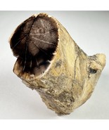 Eden Valley Petrified Wood Blue Forest Wyoming Polished Limb - $44.54