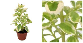 Plectranthus Neochilus Variegated Vicks Swedish Ivy 2.5&quot;Pot Live Houseplant - C2 - £34.06 GBP