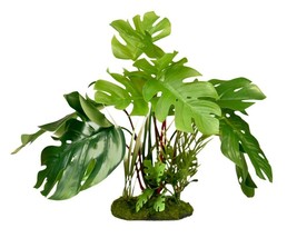 Blue Ribbon Vibran-Sea Tropical Gardens Split Green Leaf Philodendron 1 count Bl - £16.50 GBP
