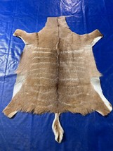 Kudu Skin Rug (Tail is 10&quot;) Real Greater Kudu Antelope Hide Size 44x39&quot; ... - £193.17 GBP
