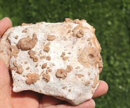 Douvilleiceras Ammonite Gastropods Plate Cretaceous Fossils From Morocco... - $36.63