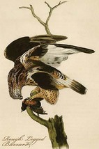 Rough Legged Buzzard by John James Audubon - Art Print - £17.42 GBP+