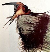 Barn Swallow 1950 Lithograph Art Print Audubon Bird First Edition DWU14D - $29.99