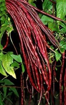 ArfanJaya 25 Chinese Red Noodle-Yard Long Bean Seeds Heirloom-Fresh For Garden - £6.77 GBP