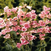 USA Seller 50 Seeds Penstemon Seeds Flagstaff Rose Flower Seeds - £13.46 GBP