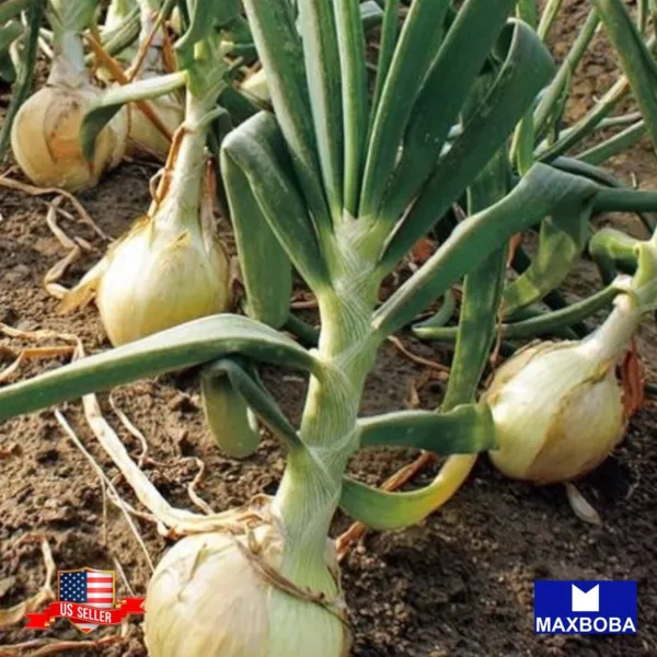 Onion 50 Seeds Walla Walla Non Gmo Heirloom Vegetable Fresh Garden Beautiful - £5.59 GBP