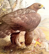 Golden Eagle Art Print Color Plate Birds Of Prey Vintage Nature 1979 DWT11A - $654.10 MXN